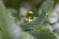 Gall of the elm sack gall aphid Tetraneura ulmi