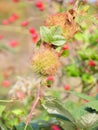 The gall of a gall wasp on a wild dog rose Rosa canina