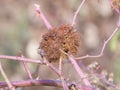 The gall of a gall wasp on a wild rose