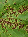 Aceria macrorhynchus infection on acer leaf Royalty Free Stock Photo