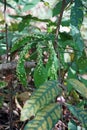 Gall mites infected on host plant, rain forest tree, Thailand Royalty Free Stock Photo