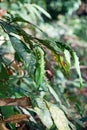 Gall mites infected on host plant, rain forest tree, Thailand Royalty Free Stock Photo