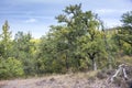 Gall Oak forest Royalty Free Stock Photo