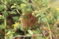 Gall rose growths caused by hymenoptera Rose hips