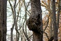 Gall on Tree in Baldcypress Swamp  703111 Royalty Free Stock Photo