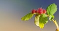 Rose Gall Wasp Diplolepis bicolor - Galls on Wild Rose