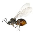 Gall wasp or gallfly
