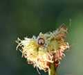 Gall wasp larva inside the gall formed on the dog rose