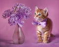 Gallant Red kitten Royalty Free Stock Photo