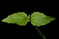 Gallant Soldier (Galinsoga parviflora). Leaves Closeup