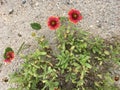 Gallardia or Blanket Flowers