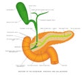 The gallbladder