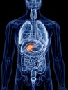 Gallbladder cancer