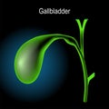 gallbladder on dark background. x-ray blue realistic