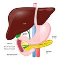 Gallbladder duct. anatomy of the pancreas, liver, duodenum and s Royalty Free Stock Photo