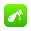 Gallbladder icon green vector