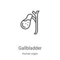 gallbladder icon vector from human organ collection. Thin line gallbladder outline icon vector illustration. Linear symbol for use