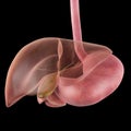 The gallbladder