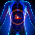 Gallbladder / Pancreas - Male anatomy of human organs - x-ray view