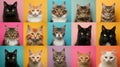 Gallery of Diverse Cat Breeds Against Colorful Backdrops.