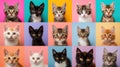 Gallery of Diverse Cat Breeds Against Colorful Backdrops.