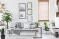 Gallery with plant posters hanging on wall in real photo of bright living room interior with window with wooden blinds and grey so