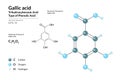 Gallic acid. Structural Chemical Formula and Molecule 3d Model. Atoms with Color Coding. Vector