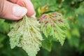 Gallic aphids on currant leaves. Pest control garden and vegetable garden Royalty Free Stock Photo