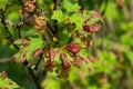 Gallic aphids on the leaves of currant. Control of garden and vegetable garden pests. Currant leaves affected by the pest Royalty Free Stock Photo