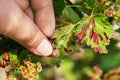 Gallic aphids on the leaves of currant. Control of garden and vegetable garden pests. Currant leaves affected by the pest Royalty Free Stock Photo