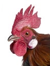 Gallic rooster (1 year old) Royalty Free Stock Photo