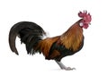 Gallic rooster (1 year old) Royalty Free Stock Photo