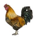 Gallic rooster, 5 years old
