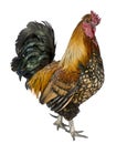 Gallic rooster, 5 years old, standing