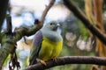 Gallicolumba tristigmata also known as yellow-breasted ground dove Royalty Free Stock Photo