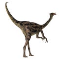 Gallimimus Dinosaur Tail