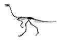 Gallimimus skeleton . Silhouette dinosaurs . Side view . Vector