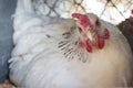 White hen Royalty Free Stock Photo
