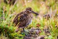 Gallinago young bird sitting in a meadows looking for food