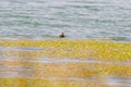 Gallinula chloropus The black water chicken foraging in Songya Lake