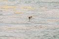 Gallinula chloropus The black water chicken foraging in Songya Lake