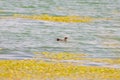 Gallinula chloropus The black water chicken foraging in Songya Lake