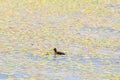 Gallinula chloropus The black water chicken foraging in Songya Lake