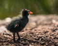 Gallinula chloropus chick Royalty Free Stock Photo