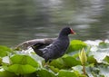 Gallinula chloropus Royalty Free Stock Photo