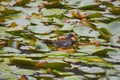 Gallinula chloropus swimming in the lotus pond eating plankton Royalty Free Stock Photo