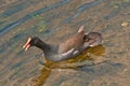 Gallinule-morehen, water bird chasing after her two chicks Royalty Free Stock Photo