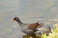 Gallinule-morehen, water bird swimming in tropical lake Royalty Free Stock Photo