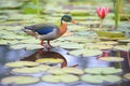 gallinule pecking at water lilies in a swamp Royalty Free Stock Photo