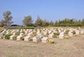 Headstones at Lone Pine Cemetery, Gallipoli Peninsula, Turkey Royalty Free Stock Photo